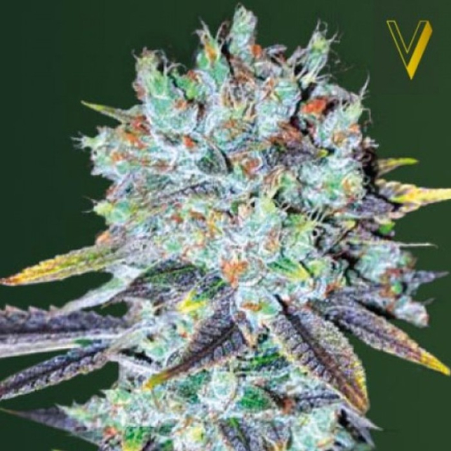 Original Berry