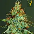Original Limonade Skunk - Victory Seeds