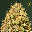Super Mazar - Victory Seeds Super Mazar - Victory Seeds