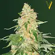 Super Extra Skunk - Victory Seeds Super Extra Skunk - Victory Seeds