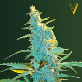 Ultra Power Plant - Victory Seeds