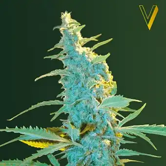 Ultra Power Plant - Victory Seeds