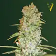 Red Russian XXL - Victory Seeds Red Russian XXL - Victory Seeds