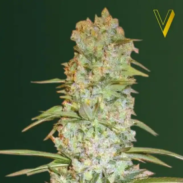 Red Russian XXL - Victory Seeds