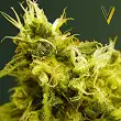 White Widow Victory Seeds White Widow Victory Seeds