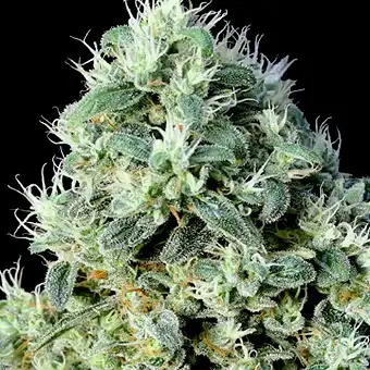 OG Lemon Bilbo - Genehtik