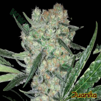 Juanita