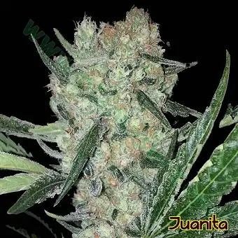 Juanita - Original Sensible Seeds