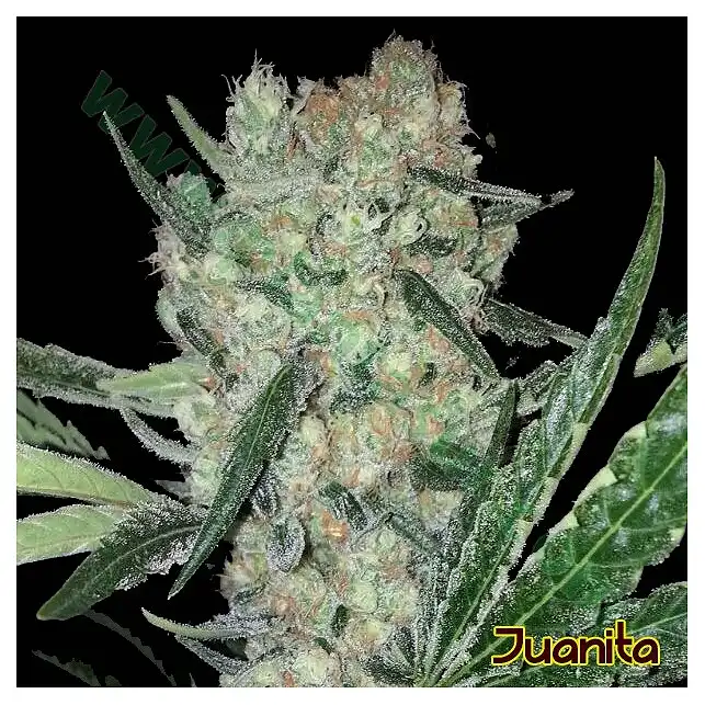 Juanita - Original Sensible Seeds