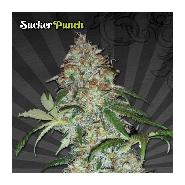 Sucker Punch
