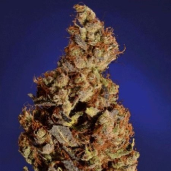 Somari - Soma Seeds