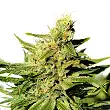 BCN Diesel CBD - Kannabia BCN Diesel CBD - Kannabia