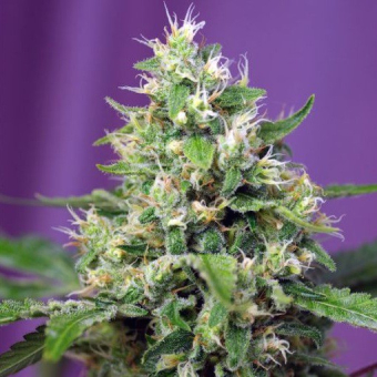 Blow Mind Auto