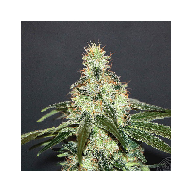 Mataro Blue CBD