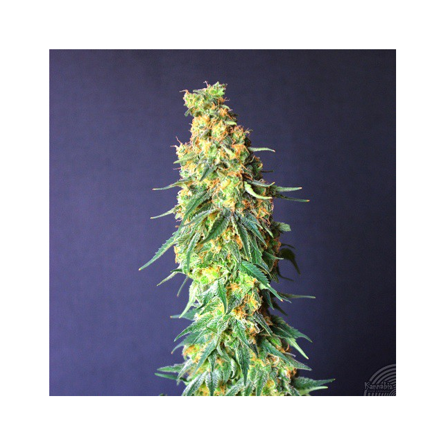 White Domina CBD