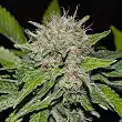 Deep Mandarin - Delicious Seeds