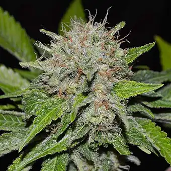 Deep Mandarin - Delicious Seeds