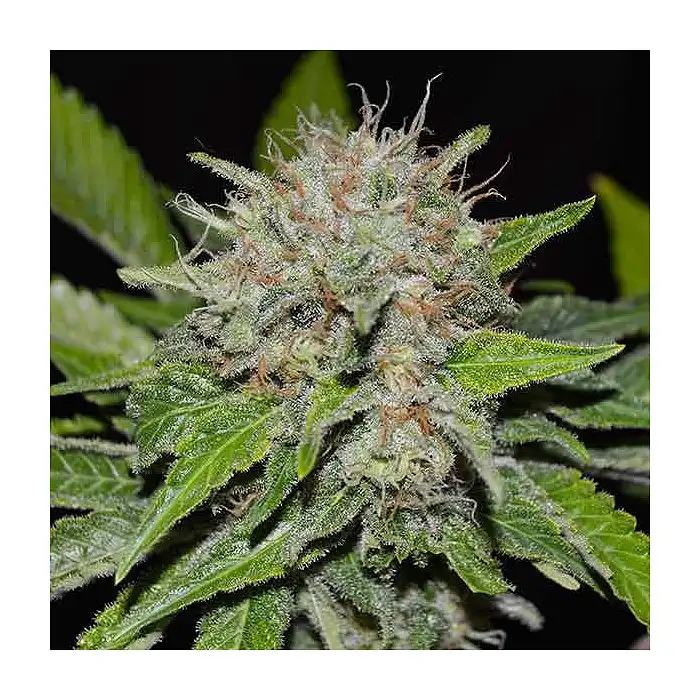 Deep Mandarin - Delicious Seeds