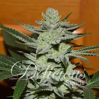 Desconocida Kush - Delicious Seeds