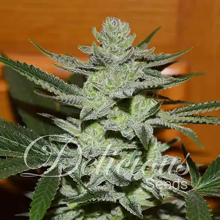 Desconocida Kush - Delicious Seeds
