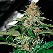 Delicious Candy Regular - Delicious Seeds