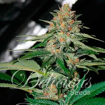 Delicious Candy Regular - Delicious Seeds