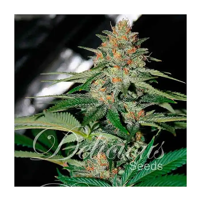 Delicious Candy Regular - Delicious Seeds