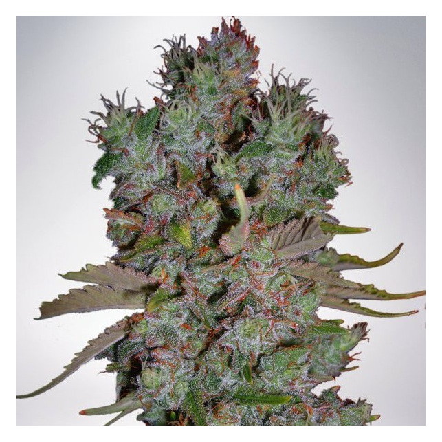 Auto Blueberry Domina