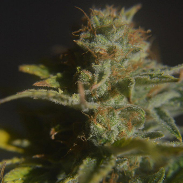 CBD Divine