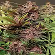 Black Haze Auto - Exotic Seeds Black Haze Auto - Exotic Seeds