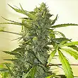 Serious Happyness - Serious Seeds