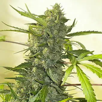 Serious Happyness - Serious Seeds