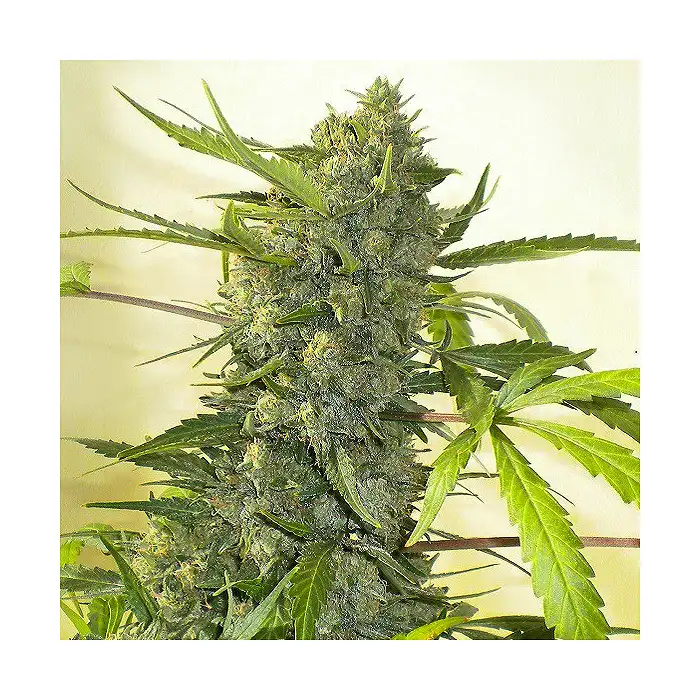 Serious Happyness - Serious Seeds