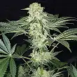 LA S.A.G.E CBD - TH Seeds
