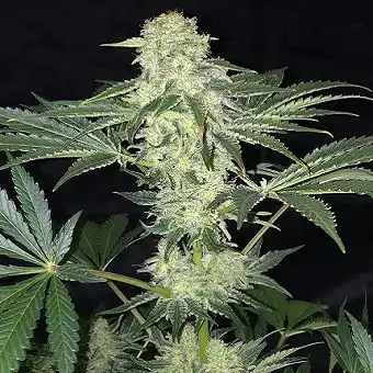 LA S.A.G.E CBD - TH Seeds