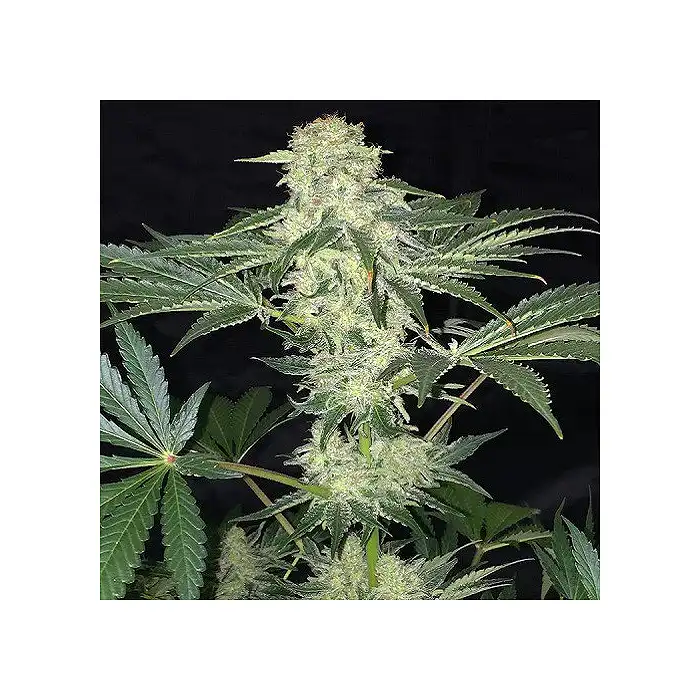 LA S.A.G.E CBD - TH Seeds