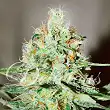 Jäag Kush - Delicious Seeds