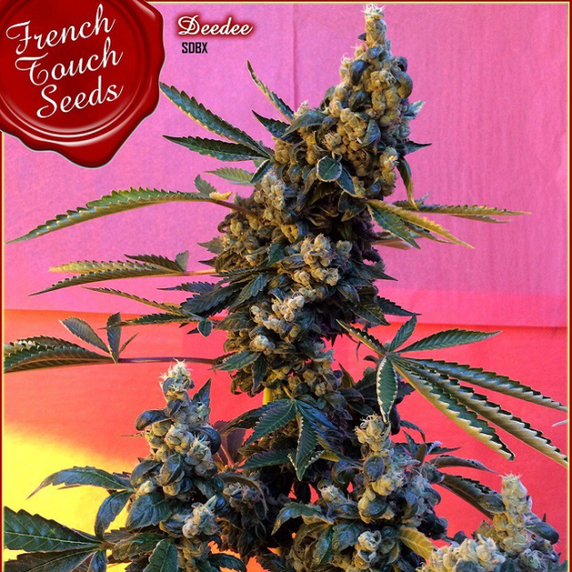 Deedee - French Touch Seeds