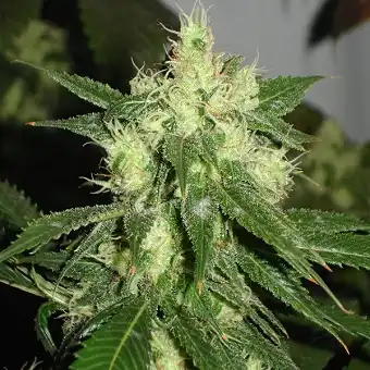 Sativa´s Sour Diesel - Nirvana