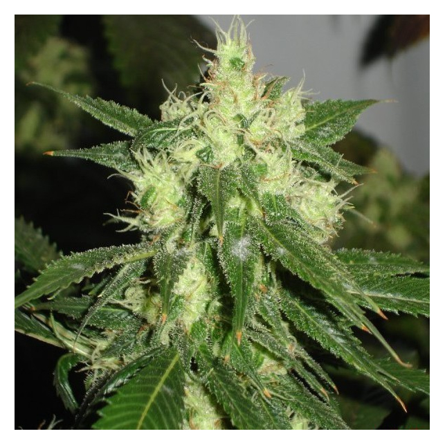 Sativa´s Sour Diesel