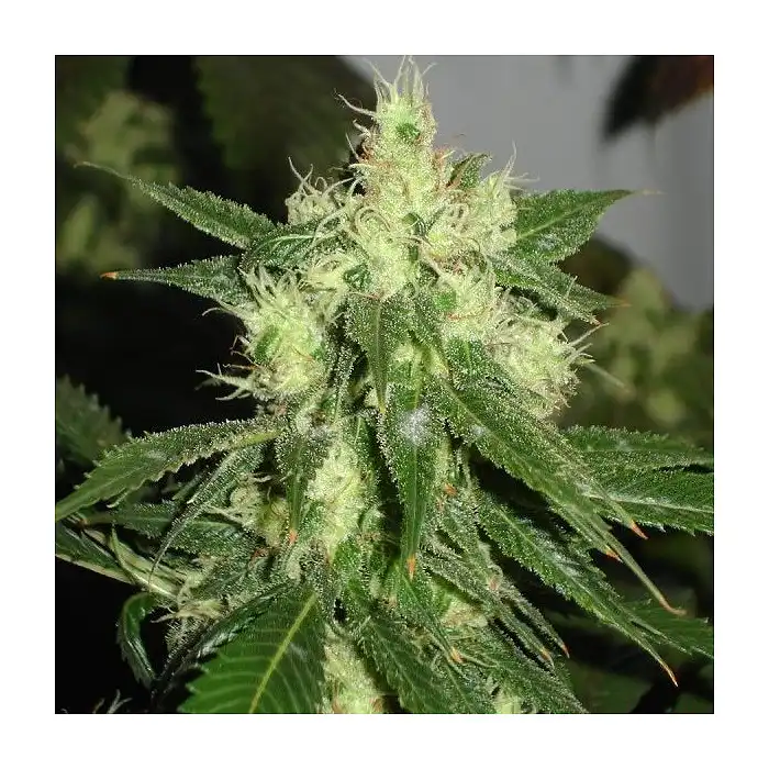 Sativa´s Sour Diesel - Nirvana