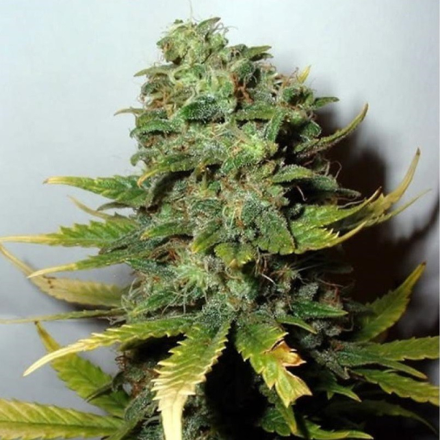 Mango Skunk Regular