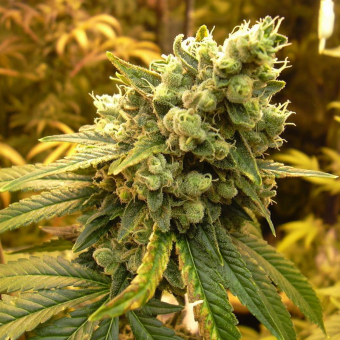 Sativa´s Sour Diesel Regular