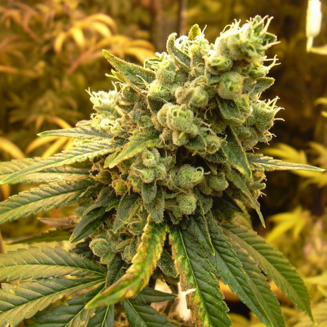Sativa´s Sour Diesel Regular