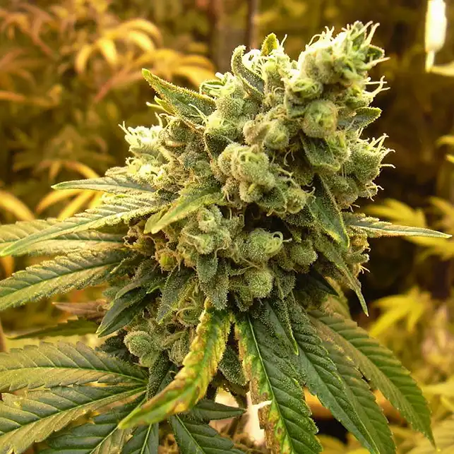 Sativa´s Sour Diesel Regular - Nirvana Sativa´s Sour Diesel Regular - Nirvana