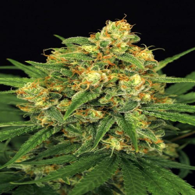 Tangerine Kush