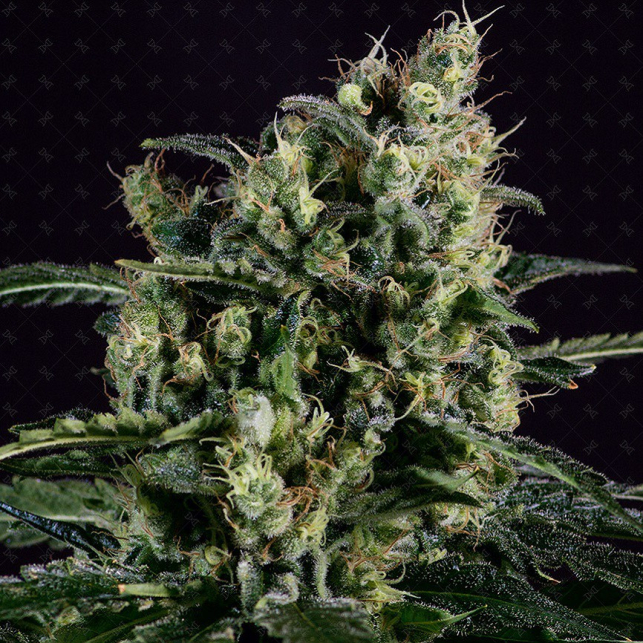 Easy Haze Genofarm Seeds