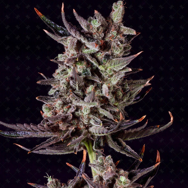 Purple Haze Auto