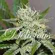 Original Juan Herer - Delicious Seeds Original Juan Herer - Delicious Seeds
