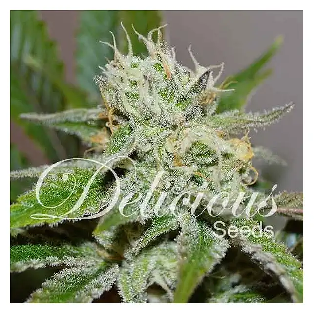 Original Juan Herer - Delicious Seeds